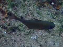 Pempheris rhomboidea