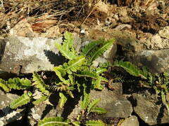 Asplenium ceterach