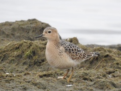 Calidris subruficollis