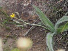 Hypoxis