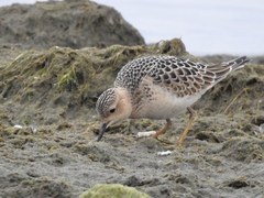 Calidris subruficollis