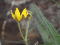 Hypoxis