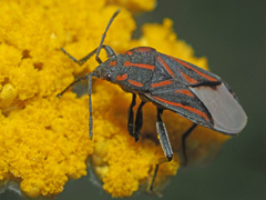 Spilostethus trilineatus