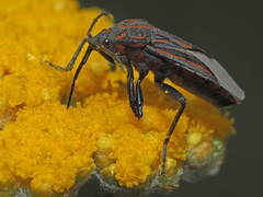 Spilostethus trilineatus