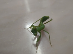 Mantodea