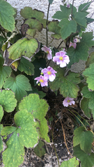 Eriocapitella hupehensis