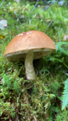 Leccinum aurantiacum