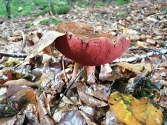 Neoboletus