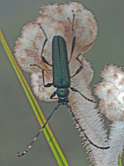 Litopus latipes