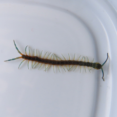 Scolopendra japonica