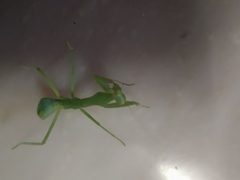 Mantodea