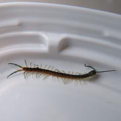 Scolopendra japonica
