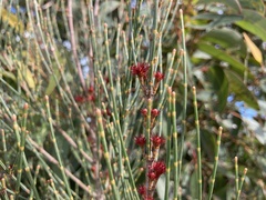 Allocasuarina distyla