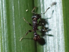 Tetramorium pacificum