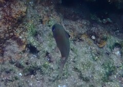 Pempheris rhomboidea