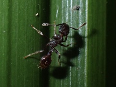 Tetramorium pacificum