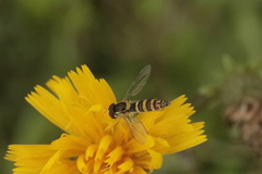 Sphaerophoria scripta