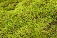 Tortula muralis