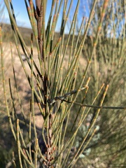 Allocasuarina distyla