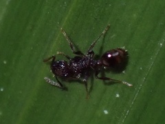 Tetramorium pacificum