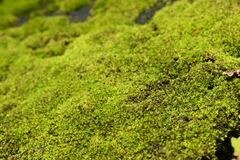 Tortula muralis