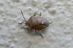 Chlorochroa pinicola