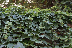 Vitaceae