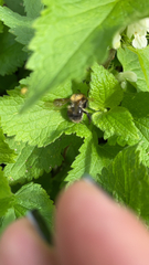 Bombus hypnorum