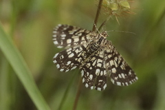 Chiasmia clathrata