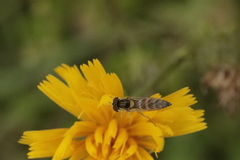 Sphaerophoria scripta