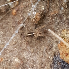 Lycosidae