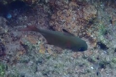 Pempheris rhomboidea