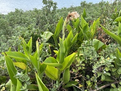 Canna × generalis