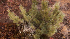 Pinus pumila
