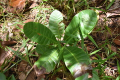 Anacardium occidentale