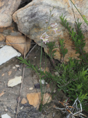 Gladiolus permeabilis permeabilis