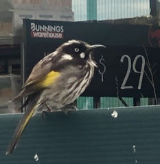 Phylidonyris novaehollandiae