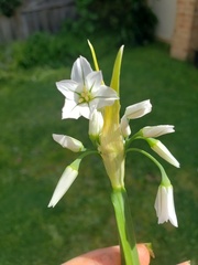 Allium triquetrum