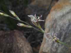 Gladiolus permeabilis permeabilis