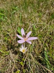 Colchicum autumnale