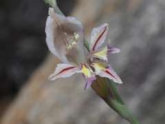 Gladiolus permeabilis permeabilis