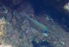 Pempheris rhomboidea