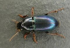 Harpalus honestus