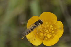 Sphaerophoria scripta