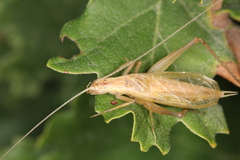 Oecanthus pellucens