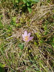 Colchicum autumnale