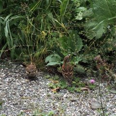 Fringilla montifringilla