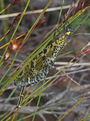 Palpares speciosus