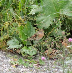 Fringilla montifringilla