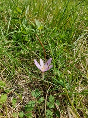 Colchicum autumnale